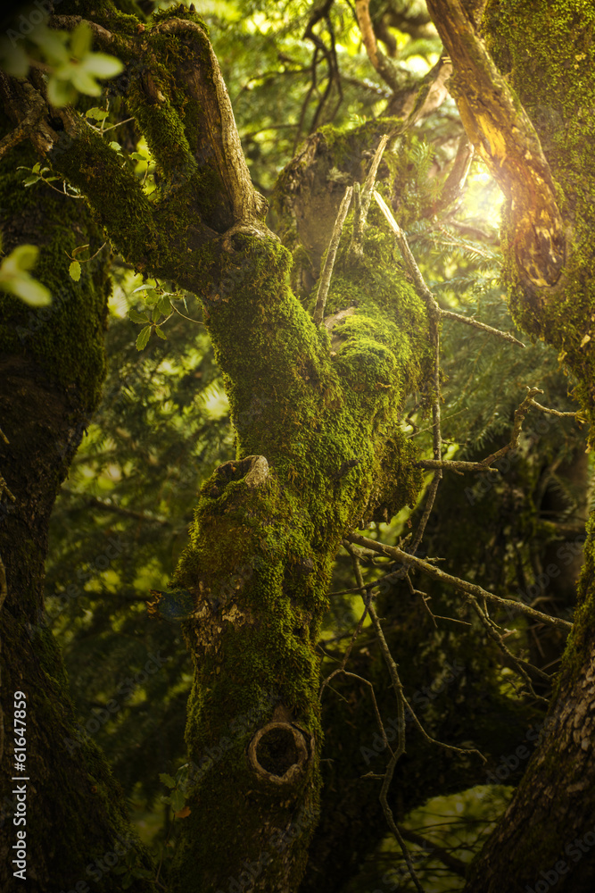 Fototapeta premium Green Jungle