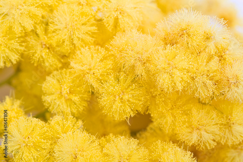 Canvastavla mimosa
