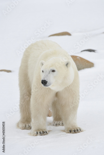 Polar Bear © Uryadnikov Sergey