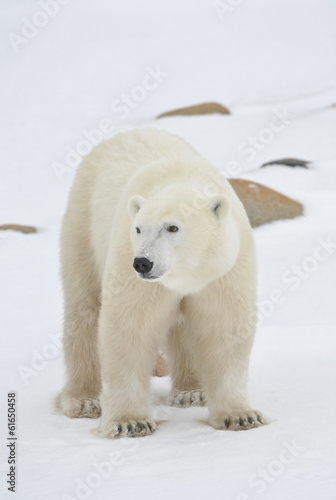 Polar Bear