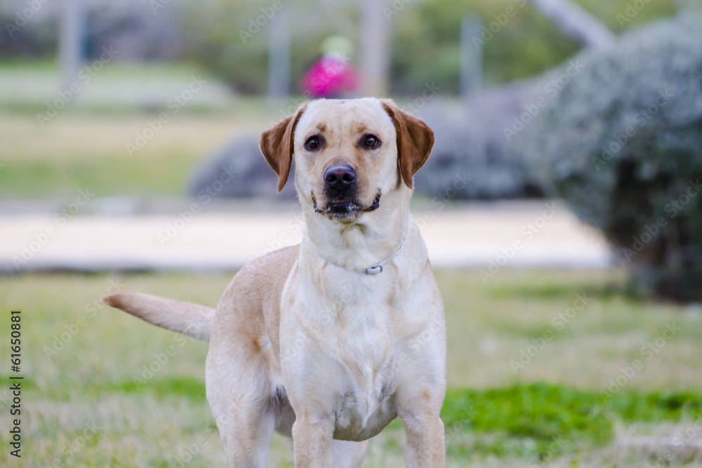 A Brown labrador in a grass field