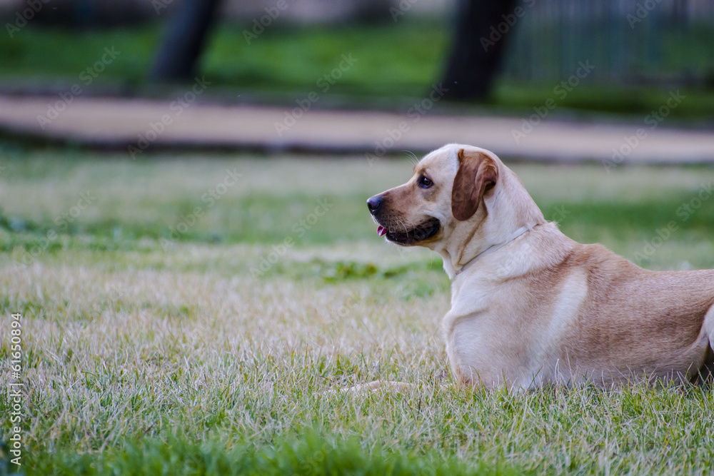 A Brown labrador in a grass field