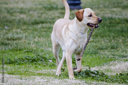 A Brown labrador running with a stick in its mouth in a grass fi