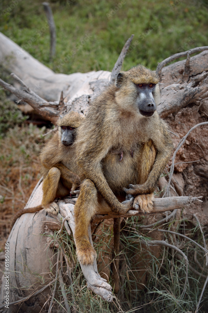 Obraz premium mother and son Savanna Baboons sitting on the dead tree.
