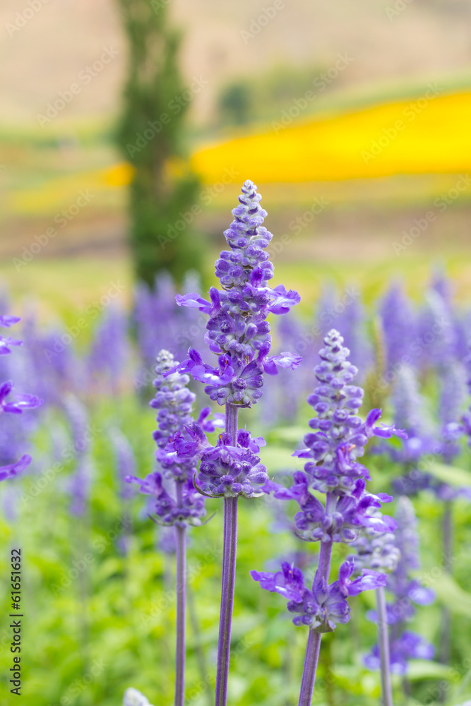 Obraz premium lavender