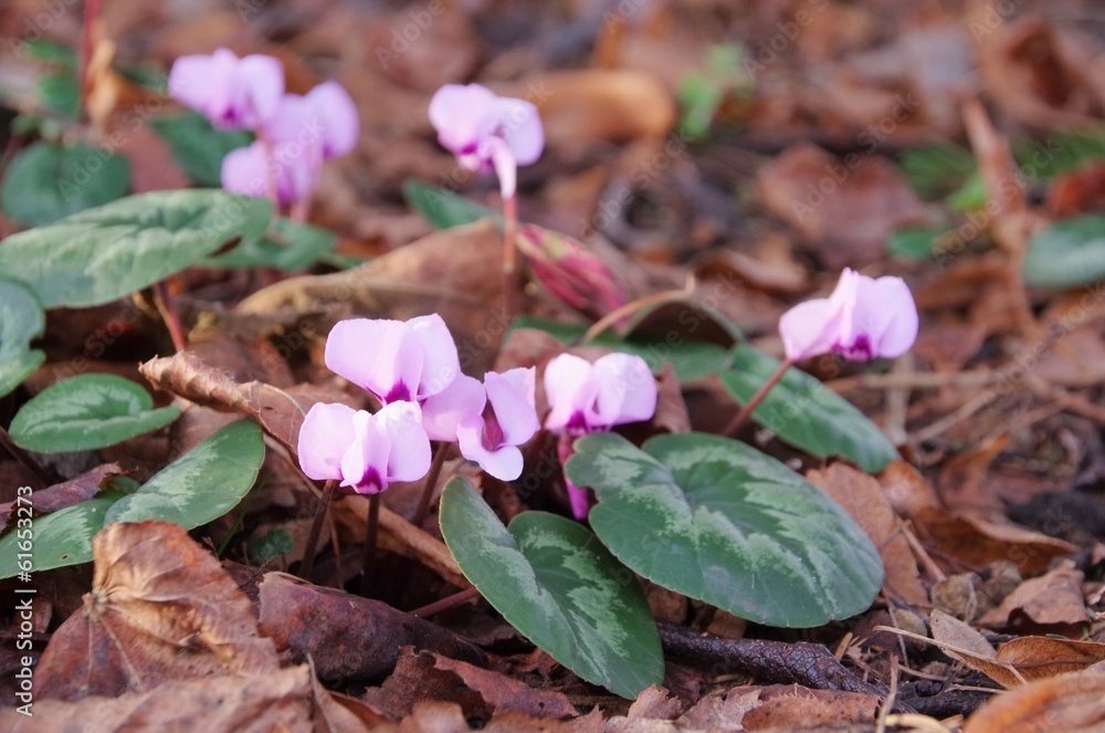 Alpenveilchen wildes - European cyclamen 01 Alpenveilchen wildes - European cyclamen 01