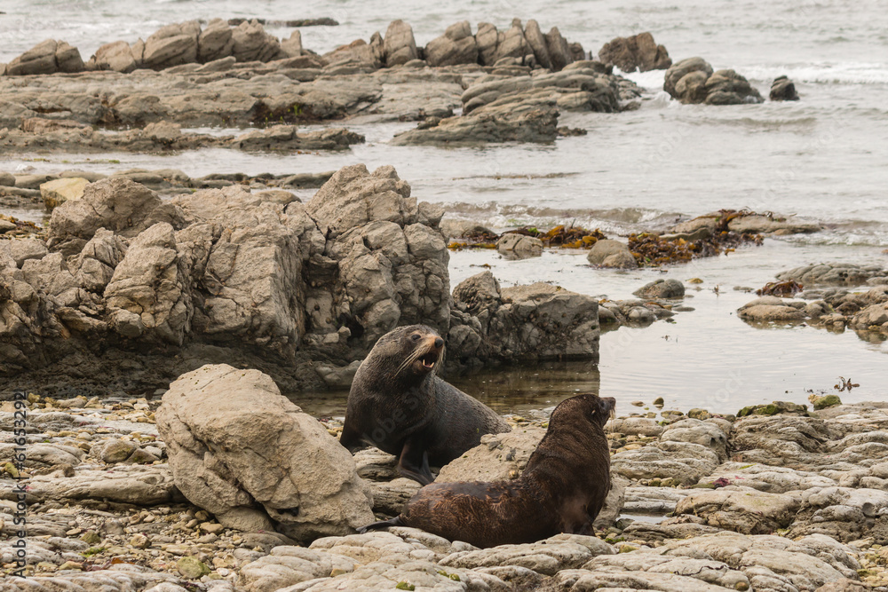 Naklejka premium fighting fur seals