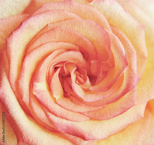 Pink rose
