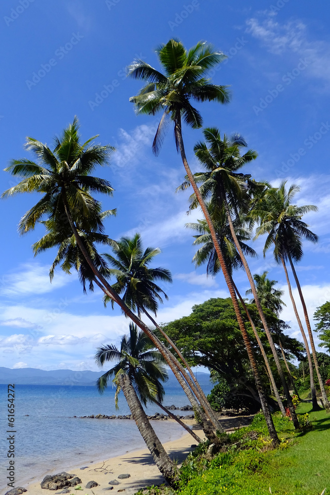 Palm trees on a beach, Vanua Levu island, Fiji