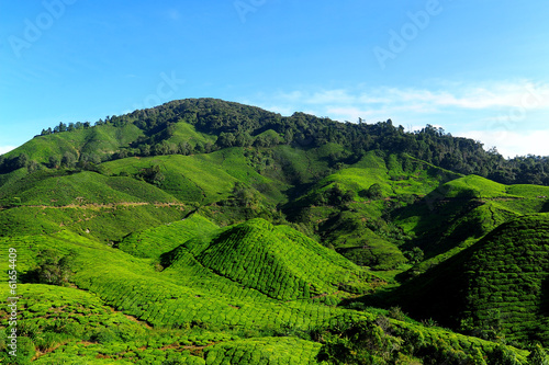 Tea Plantation on the Hill © karinkamon