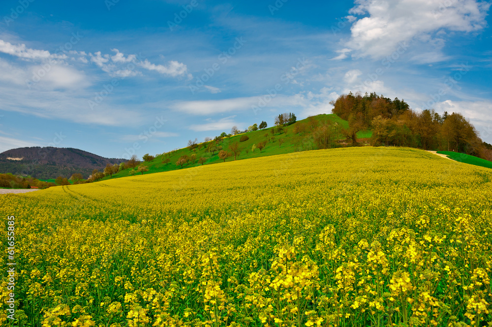 Pasture