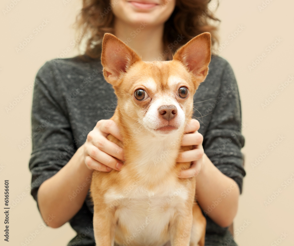 portrait of a beautiful young woman with chihuahua dog in her ar
