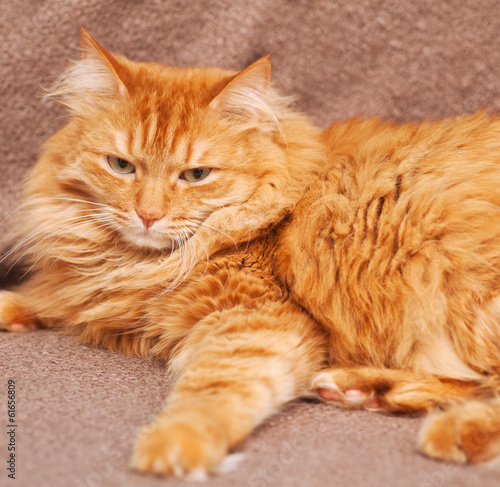 Fototapeta Naklejka Na Ścianę i Meble -  funny fluffy ginger cat lying on  blanket