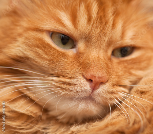 face of funny furry red cat, in soft focus