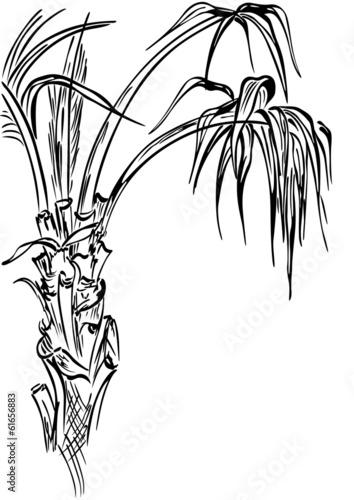 Palm tree, black silhouette