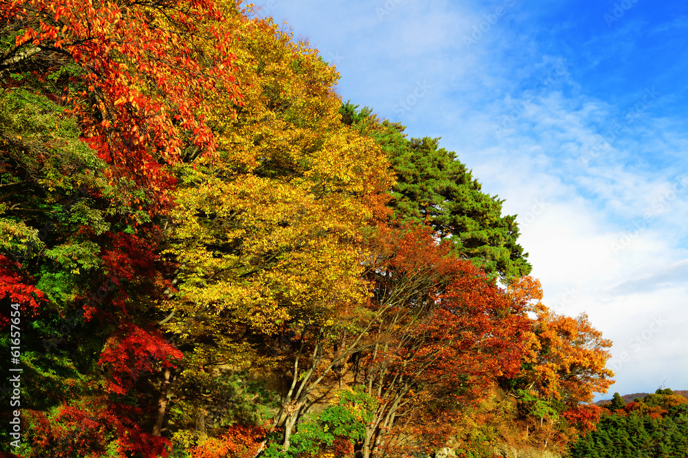 Colourful forest with blue sky