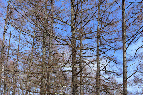 Pine tree with blue sky
