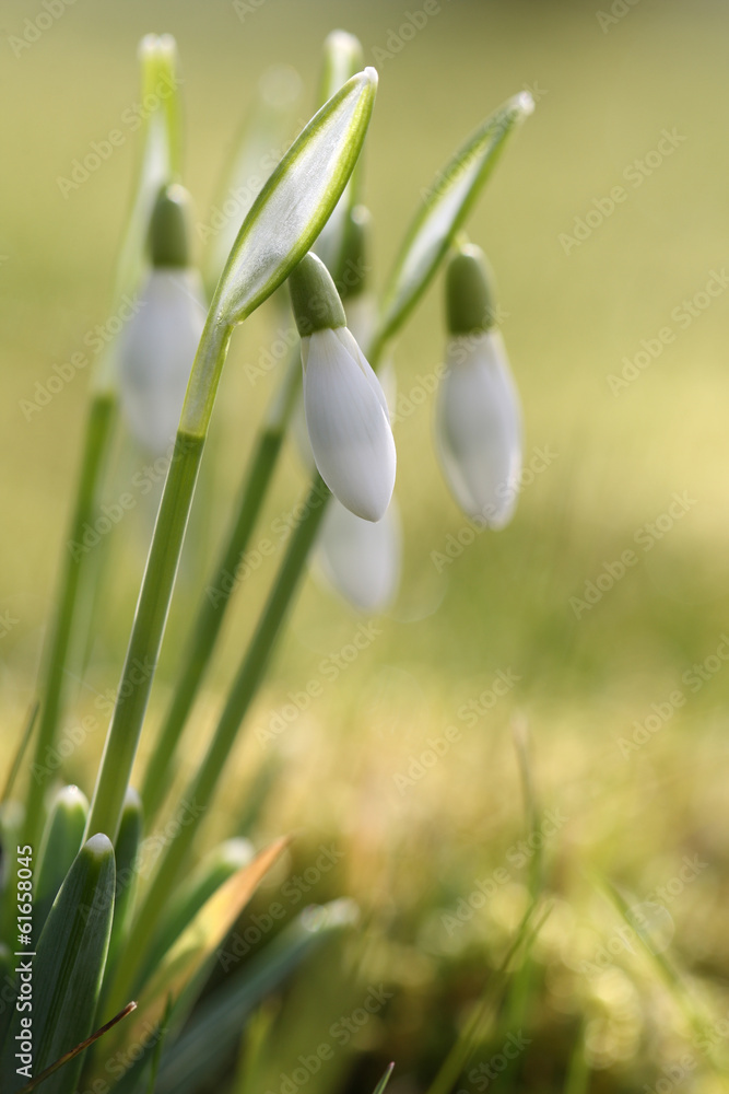 Fototapeta premium Schneeglöckchen