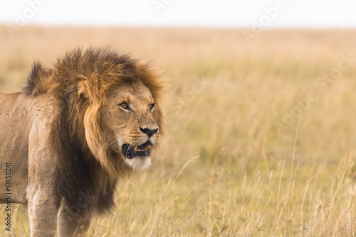 Portrait of a big male lion in Kenya.