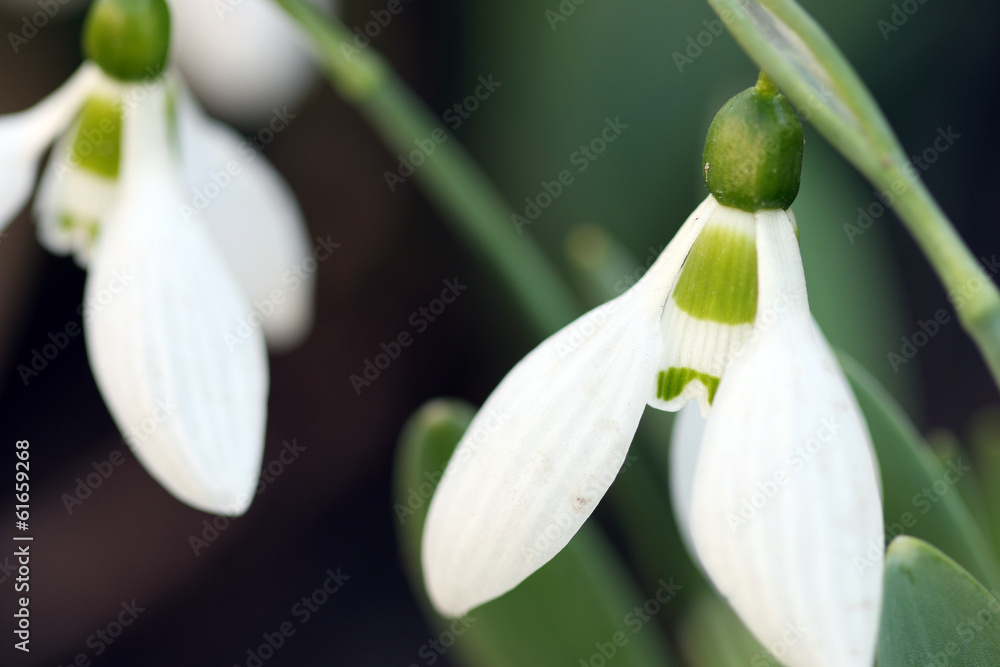 two snowdrops close up spring season two snowdrops close up spring season