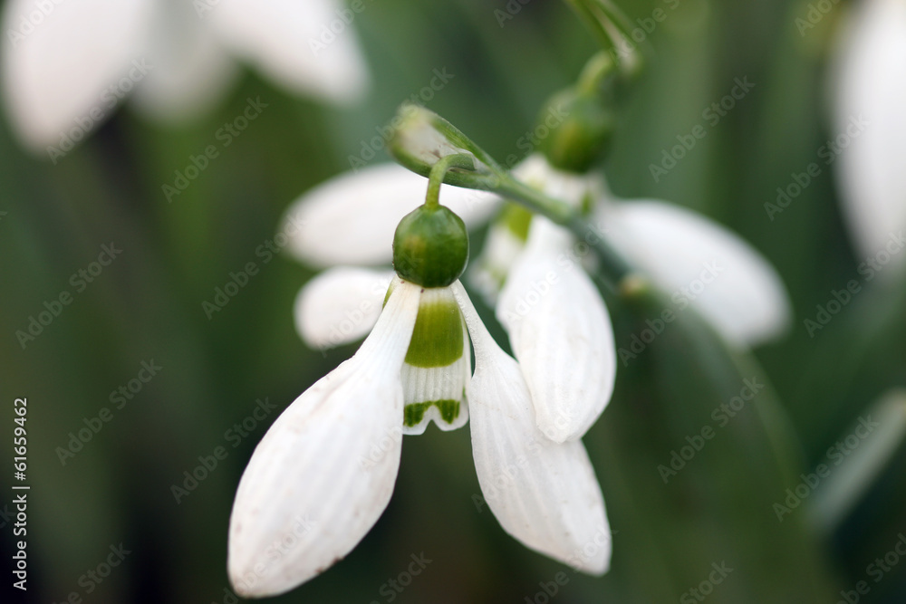 snowdrop spring season nature background snowdrop spring season nature background