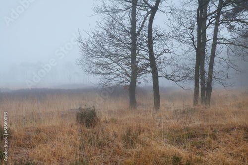 trees on marsh in dense fog