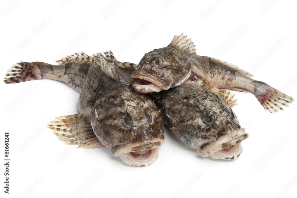 Fototapeta premium Fresh raw sea cottids