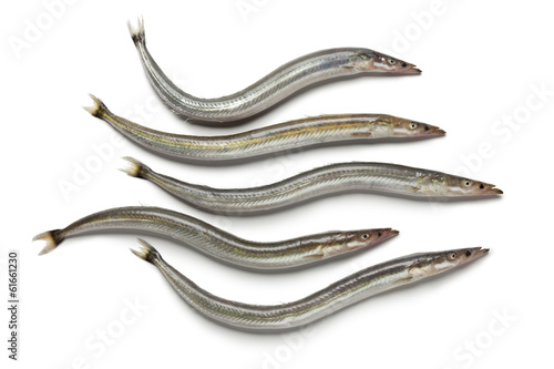 Lesser sand eels