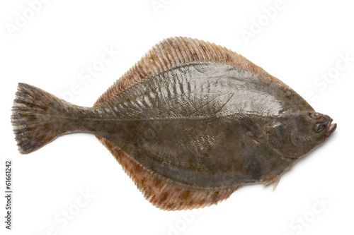 Photographie Whole single fresh  European flounder