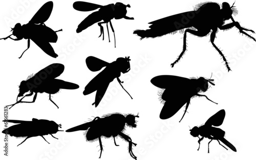 nine fly silhouettes isolated on white © Alexander Potapov