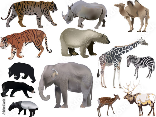 thirteen large animals collection on white