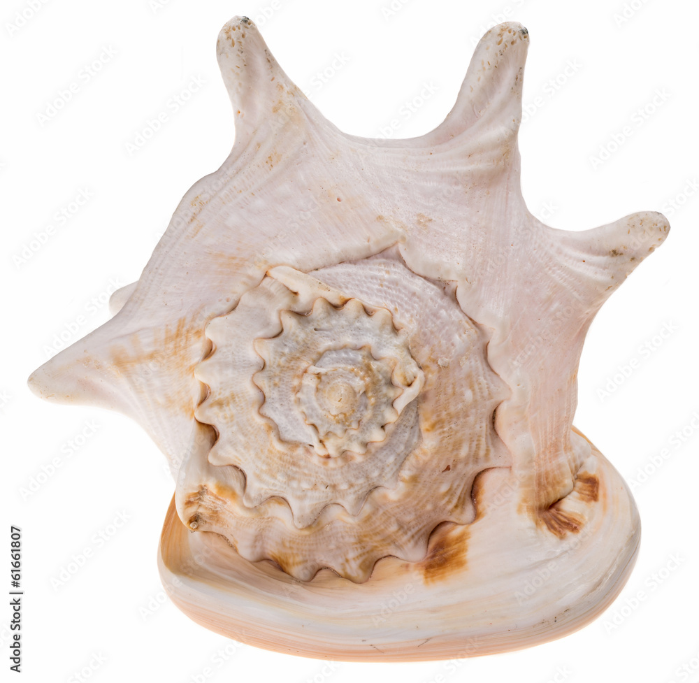 sea shell sea shell