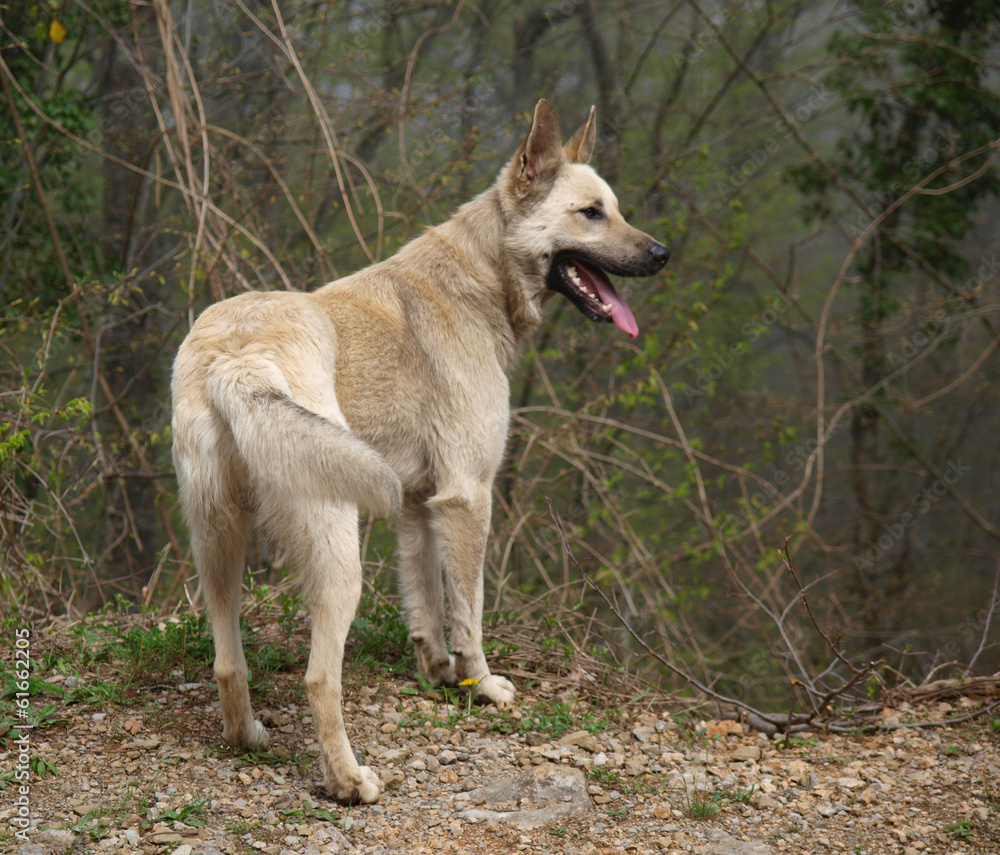 A beautiful dog in a forest A beautiful dog in a forest