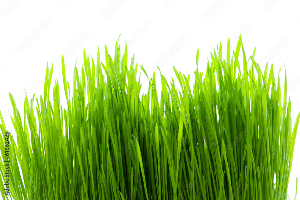 Green Grass isolated on white Green Grass isolated on white