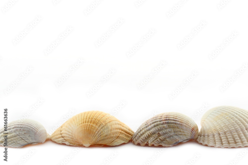 sea shells on white sea shells on white