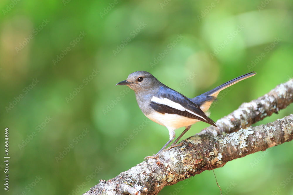 Oriental Magpie-Robin (Copsychus saularis ) in North Thailand