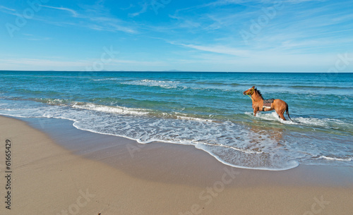 horse in the sea