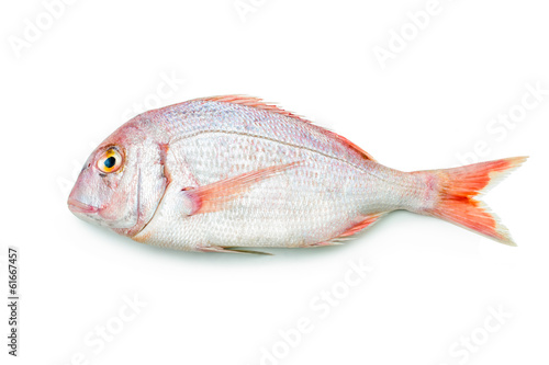 Red seabream