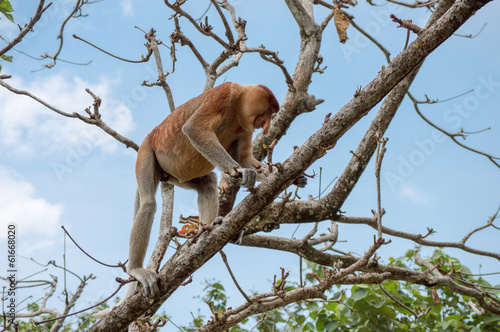 proboscis monkey climbing the tree