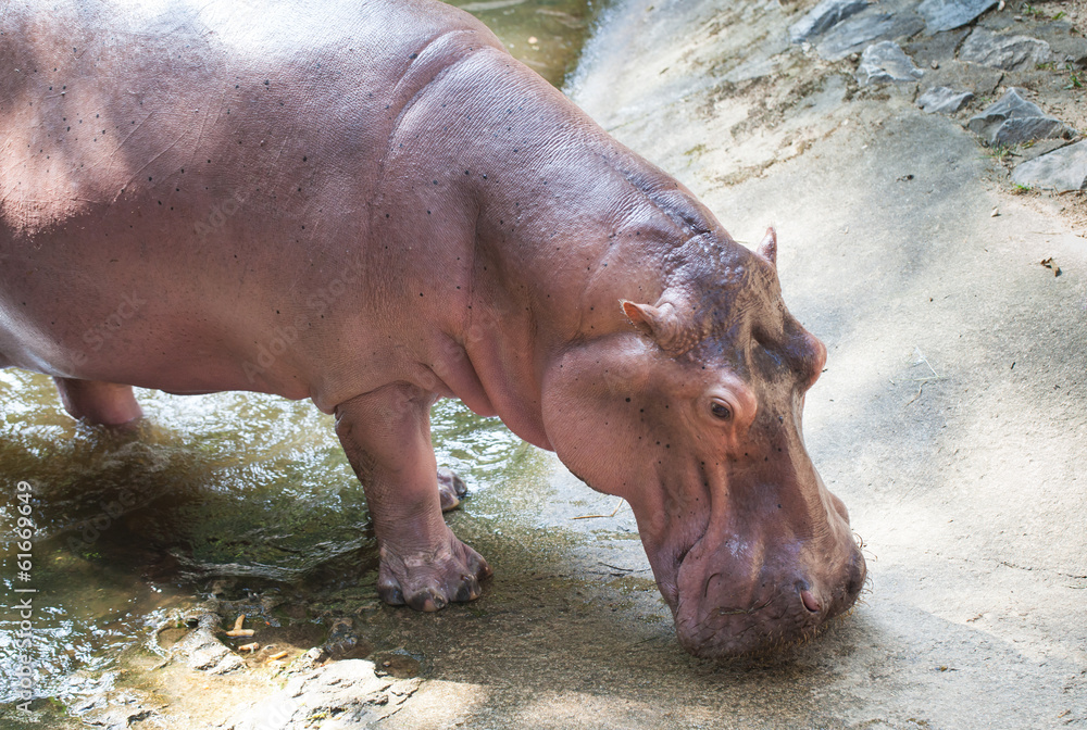 Hippopotamus the strongest animal Stock Photo | Adobe Stock