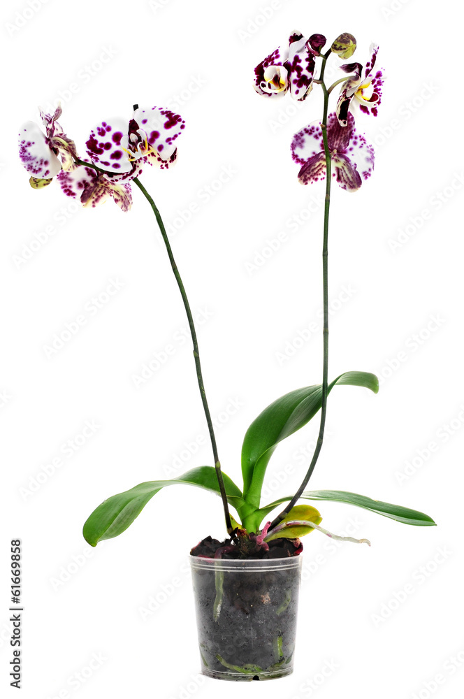 polka dot Phalaenopsis orchid polka dot Phalaenopsis orchid