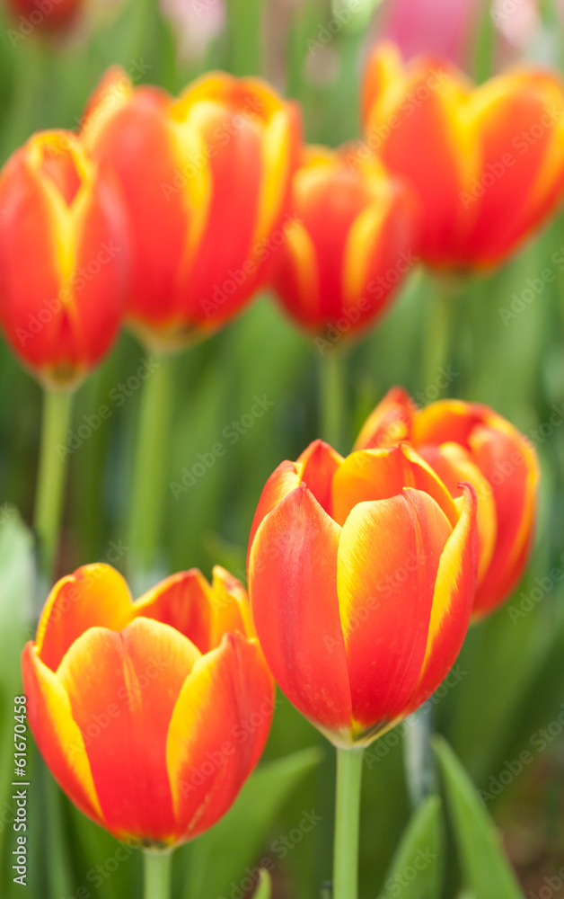 Obraz premium red tulips