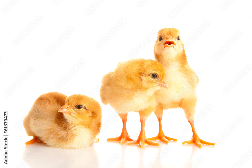 Obraz premium little chicken, isolated