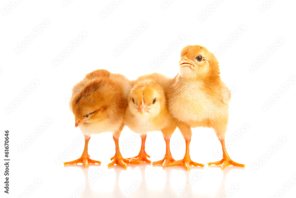 Fototapeta premium little chicken, isolated