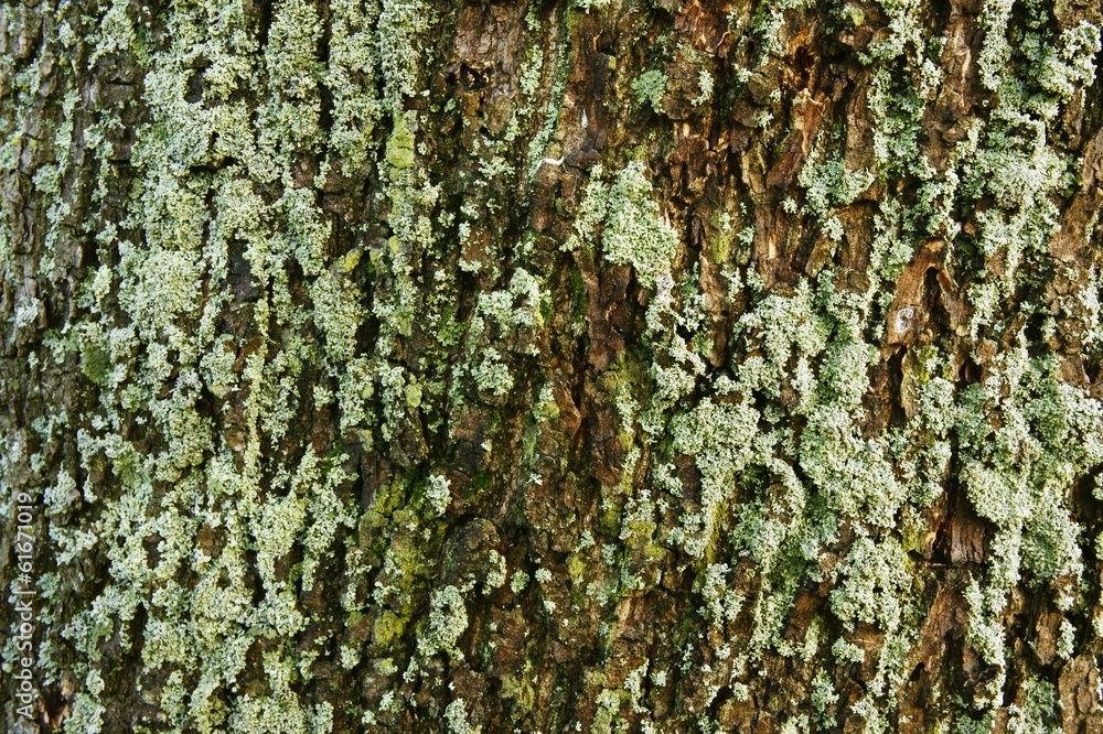 bark of a tree covered with moss bark of a tree covered with moss
