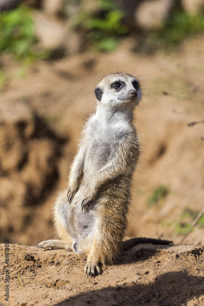 Meerkat on sand Meerkat on sand