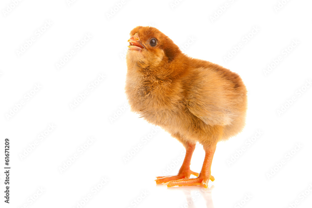 Obraz premium little chicken, isolated