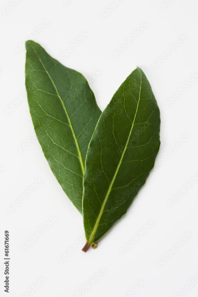 Obraz premium Laurel