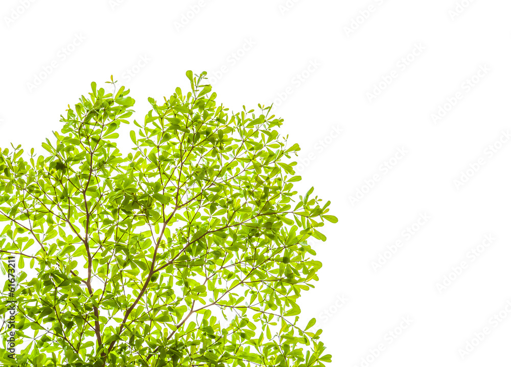 Ivory coast almond branch on white background Ivory coast almond branch on white background