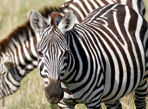 Closure look of a beautiful Zebra © Dr Ajay Kumar Singh
